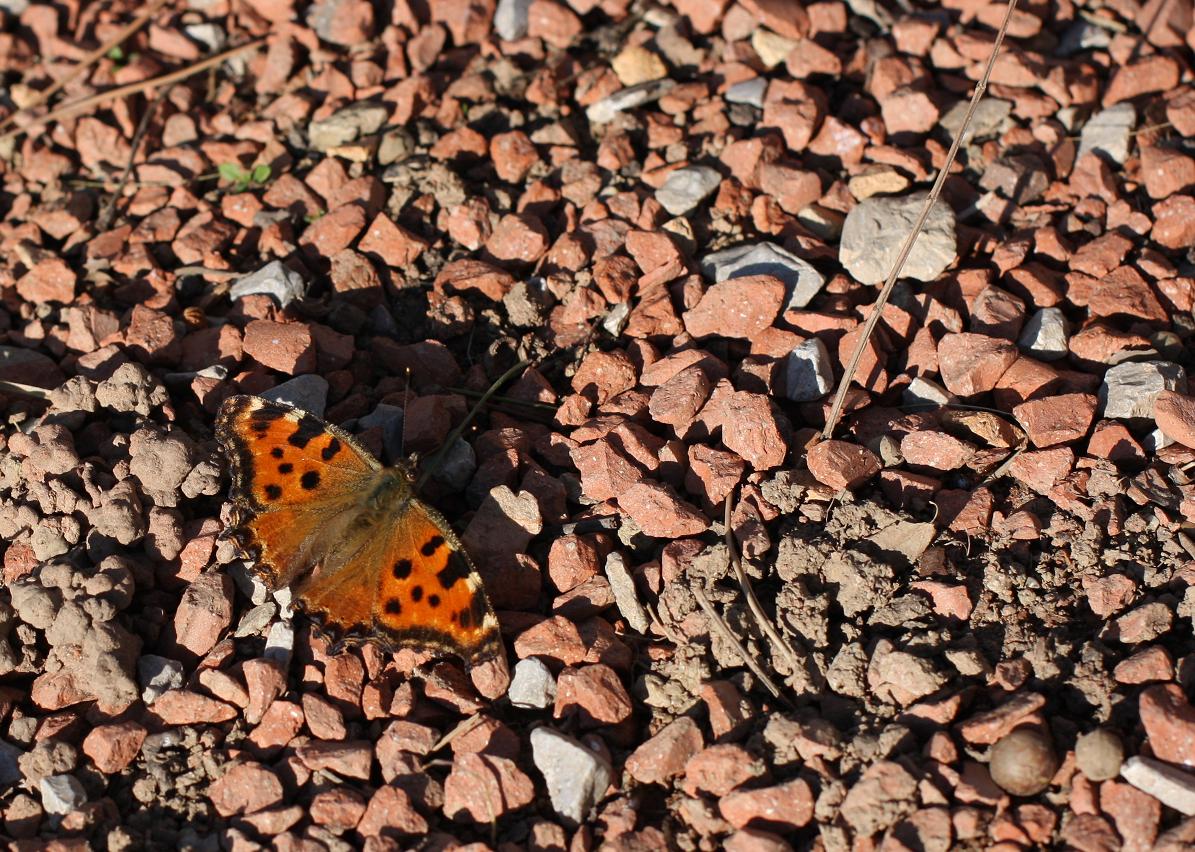 Nymphalis polychloros urbana