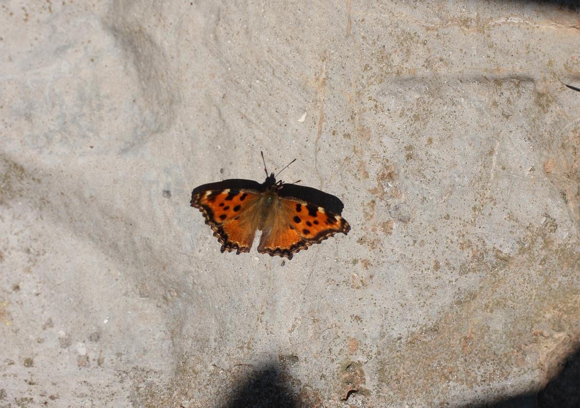 Nymphalis polychloros urbana