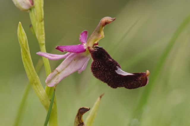 4 orchidee da determinare