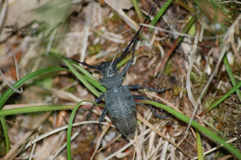 Aiuto ID - Morimus asper ssp. asper (Cerambycidae)