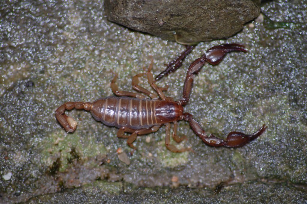 Euscorpius aquilejensis dall''area di Forl