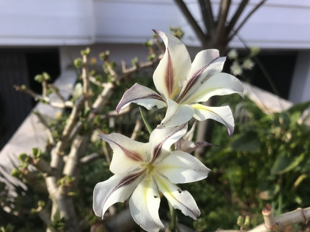 Gladiolus tristis (Iridaceae)
