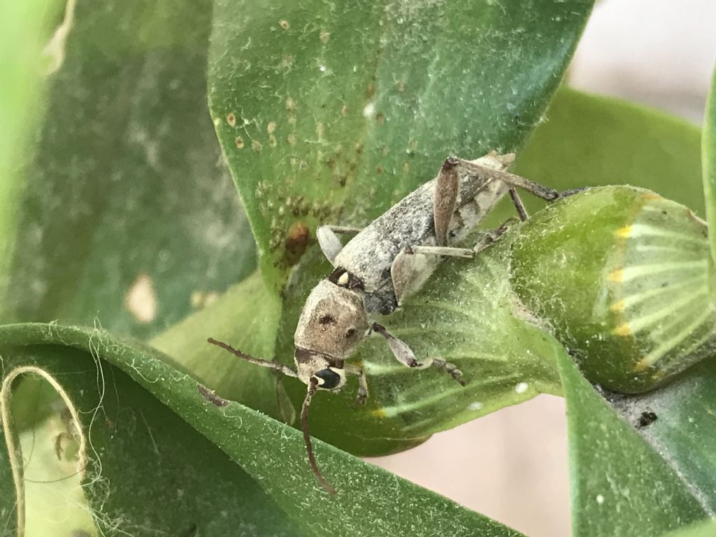 Cerambycidae: Xylotrechus stebbingi, femmina