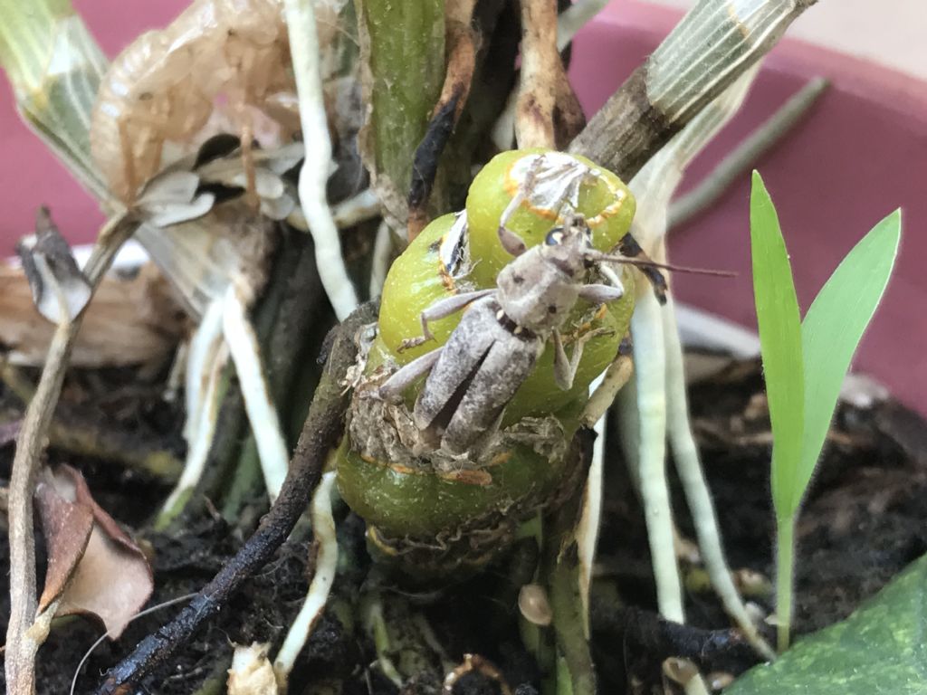 Cerambycidae: Xylotrechus stebbingi, femmina