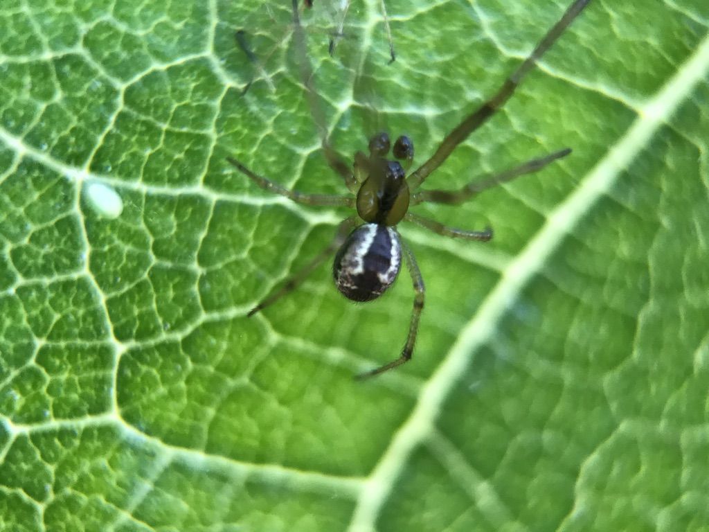 Pachygnatha degeeri? No, Kochiura aulica, maschio - Lecce