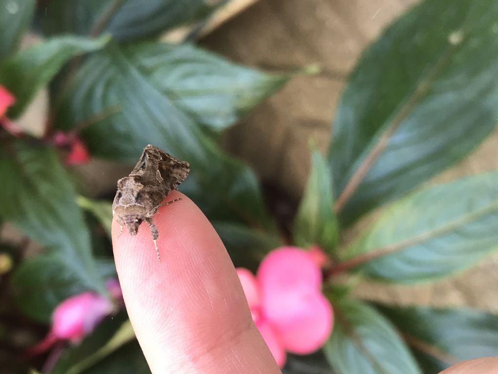 Aiuto identificazione falena: Chrysodeixis chalcites? No, Ctenoplusia accentifera
