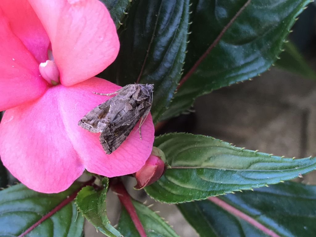 Aiuto identificazione falena: Chrysodeixis chalcites? No, Ctenoplusia accentifera