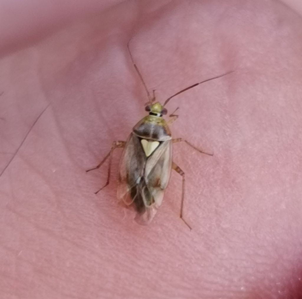 Miridae?