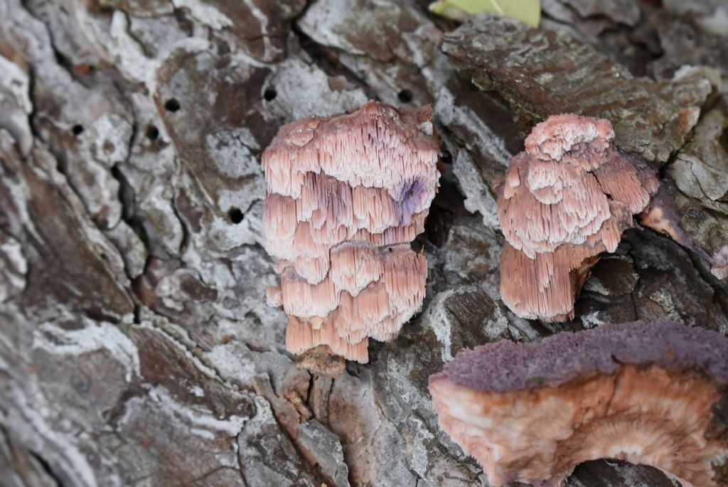 Leptoporus mollis???