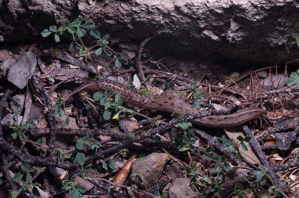 Limax maximus?