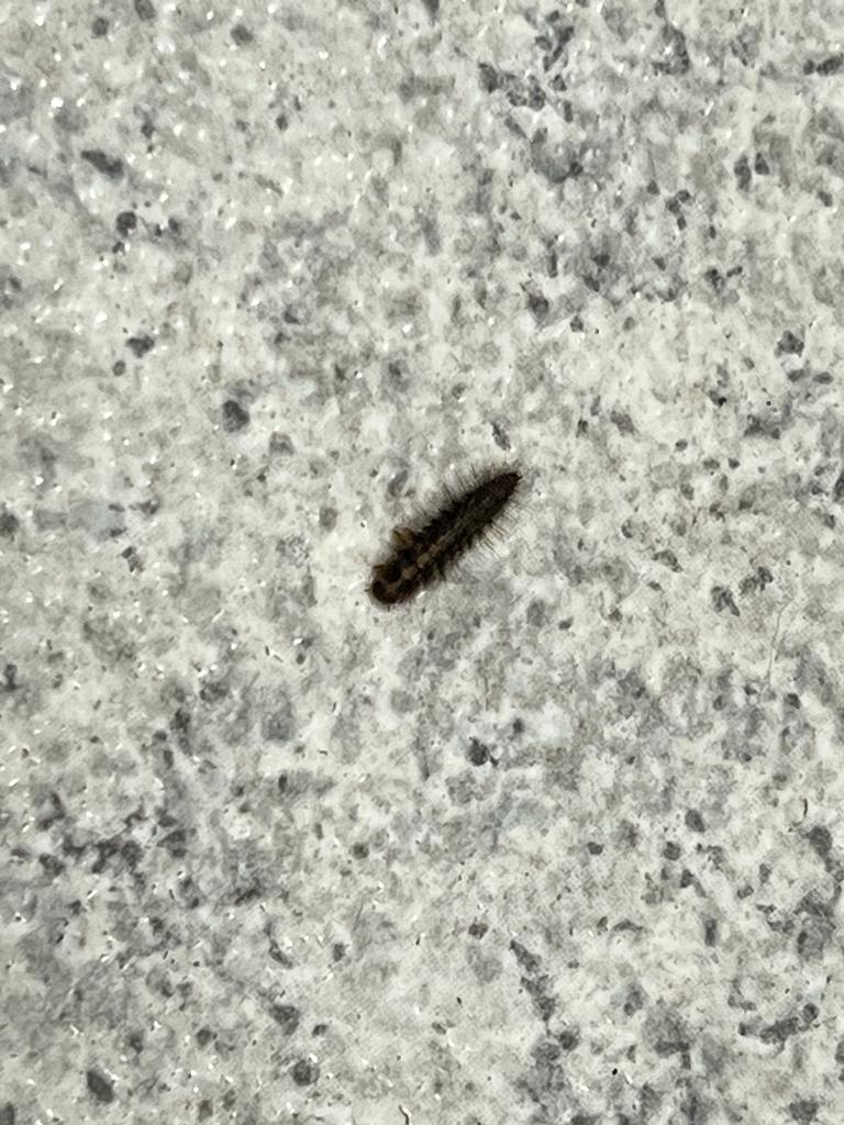 Infestazione strani bruchi