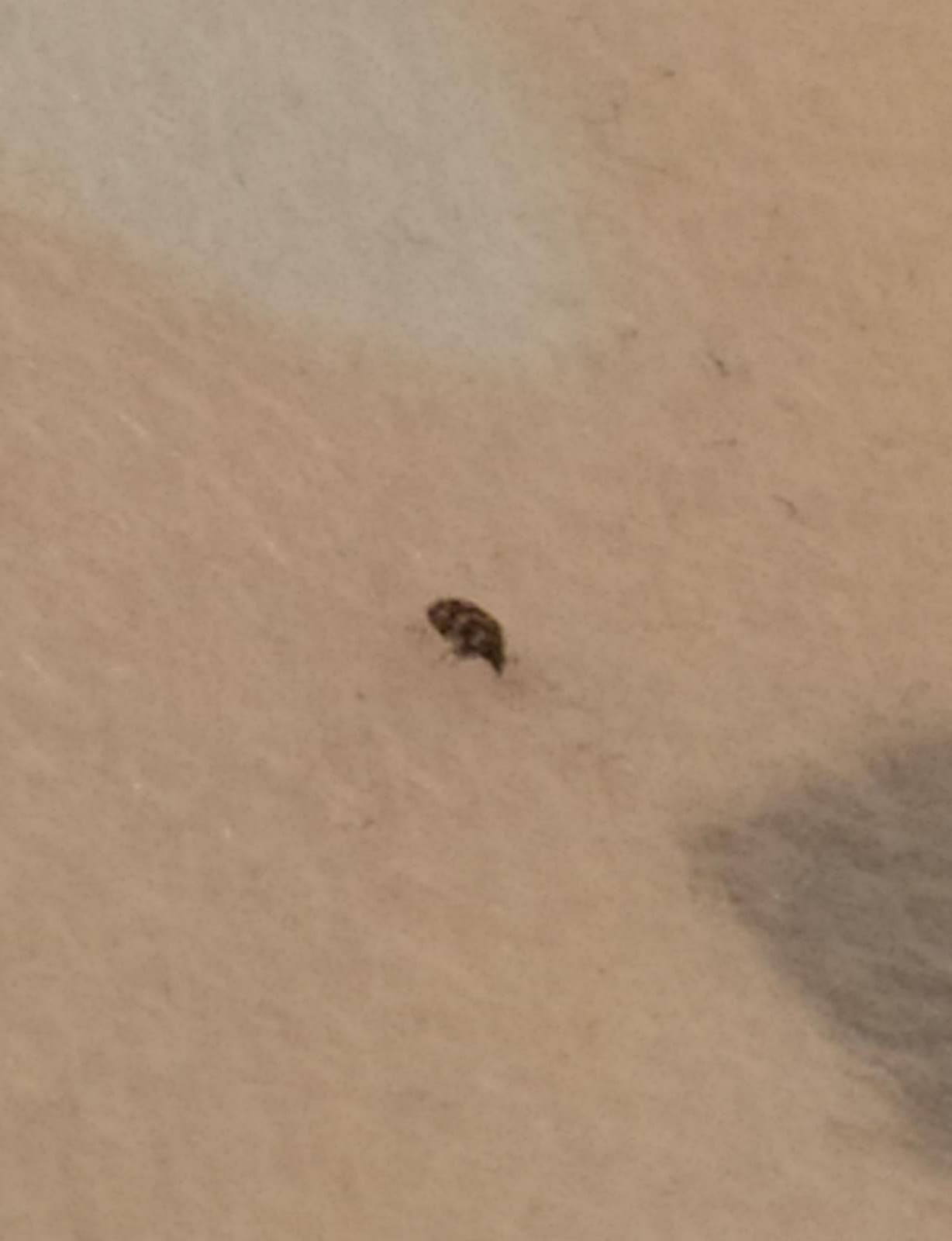 Che insetto è ? -  Anthrenus sp. (Dermestidae)