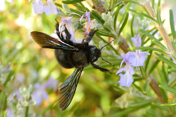 Xylocopa violacea