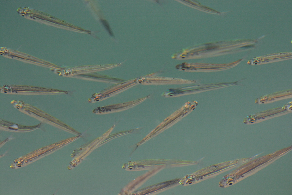 Atherina sp.