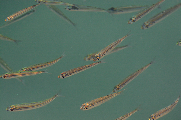 Atherina sp.