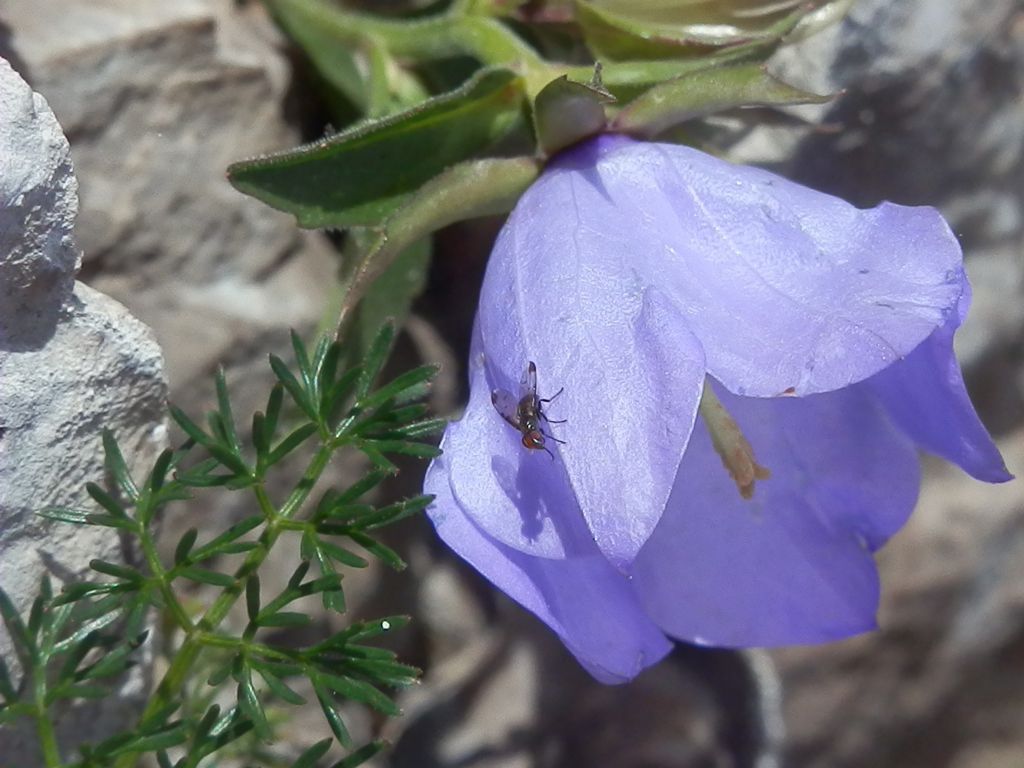Diptera: Phaonia?  No, Ulididae: cfr. Herina parva
