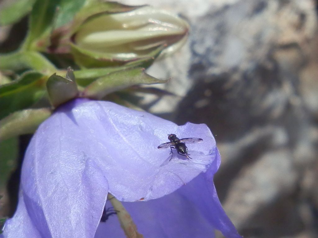 Diptera: Phaonia?  No, Ulididae: cfr. Herina parva