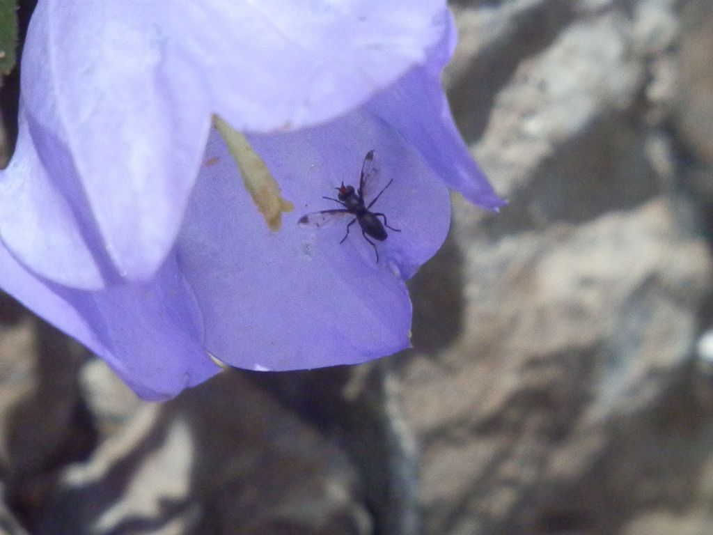 Diptera: Phaonia?  No, Ulididae: cfr. Herina parva