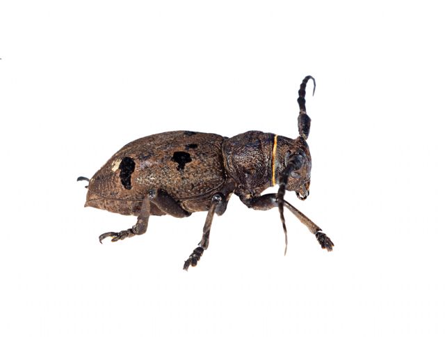 Da ID per favore - Herophila tristis tristis (Cerambycidae)