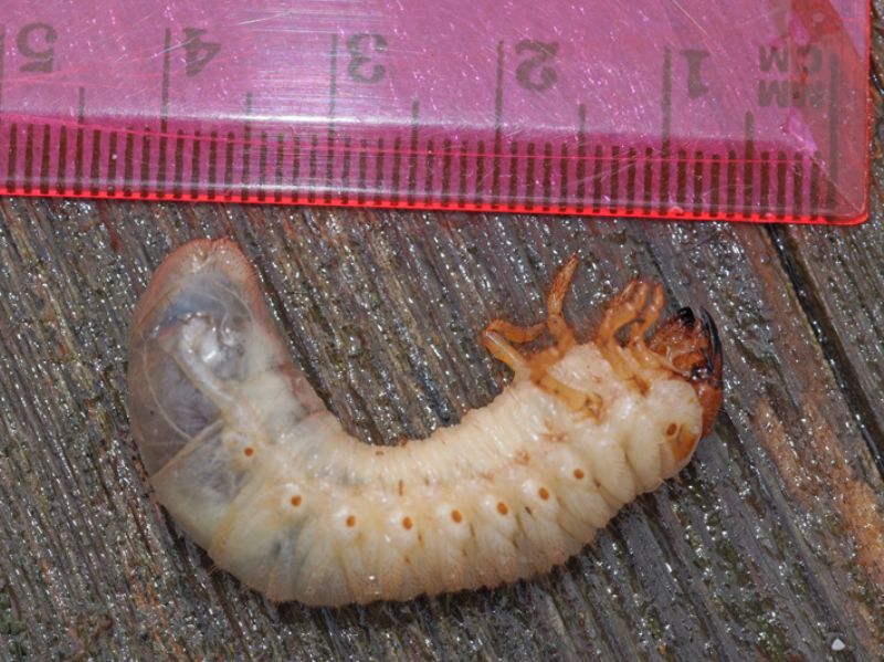 larva di Oryctes nasicornis (cf)