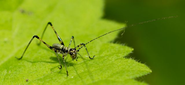 Neanide di Phaneroptera sp.