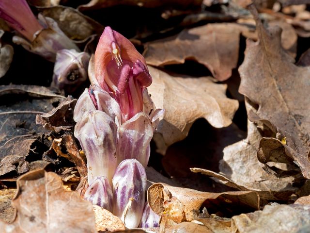 Lathraea clandestina / Latrea clandestina