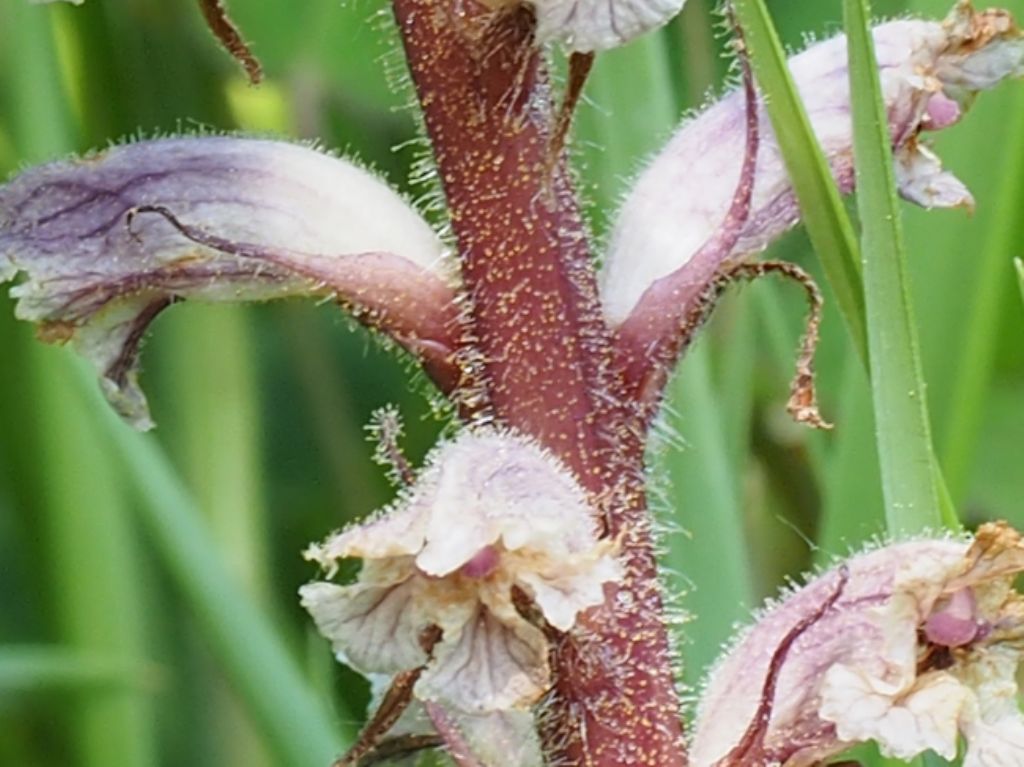 Orobanche minor / Succiamele minore
