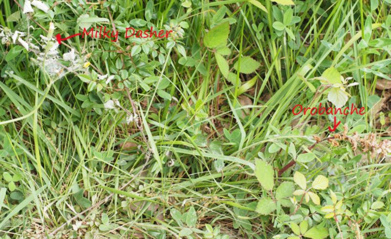 Orobanche minor / Succiamele minore