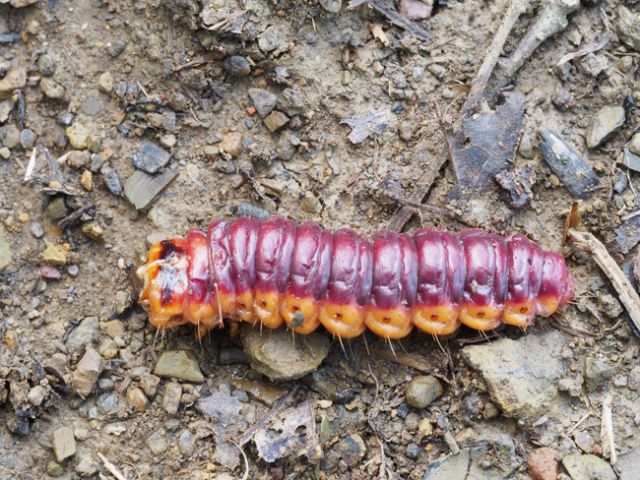 Bruco grande... - Cossus cossus