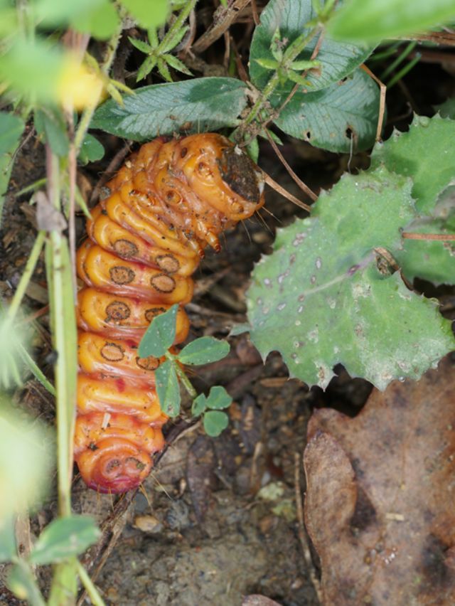 Bruco grande... - Cossus cossus