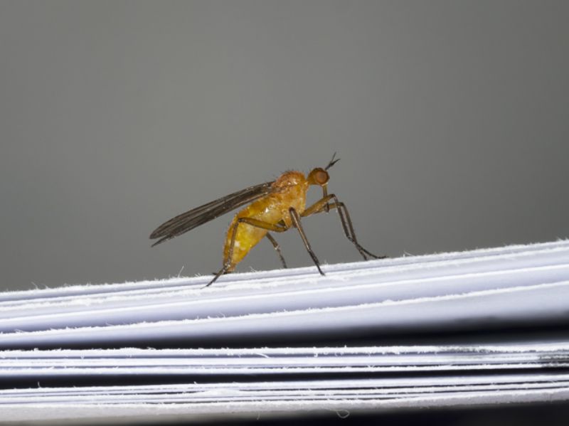 Empis sp. (Empididae)
