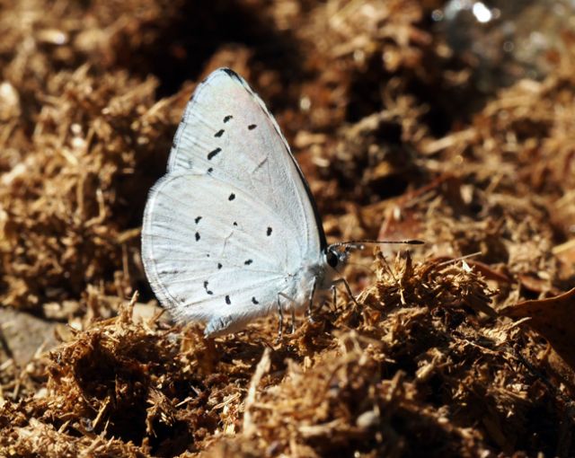 Farfalle blu sul letame! Celastrina argiolus