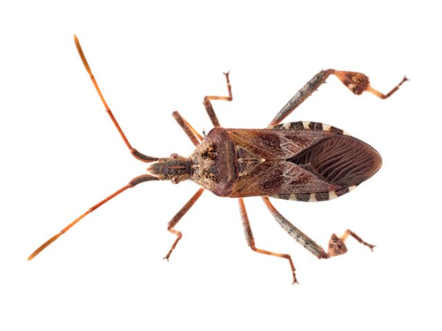Coreidae: Leptoglossus occidentalis