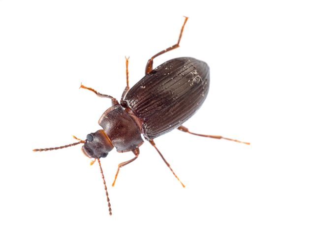 Tenebrionidae: Nalassus sp.