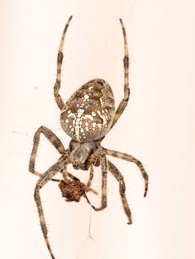 Araneus diadematus   - Lunigiana (MS)