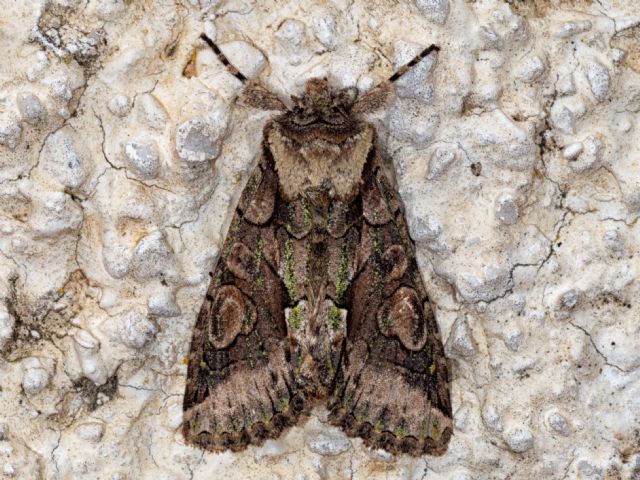 ID possibilie? Allophyes sp., Noctuidae