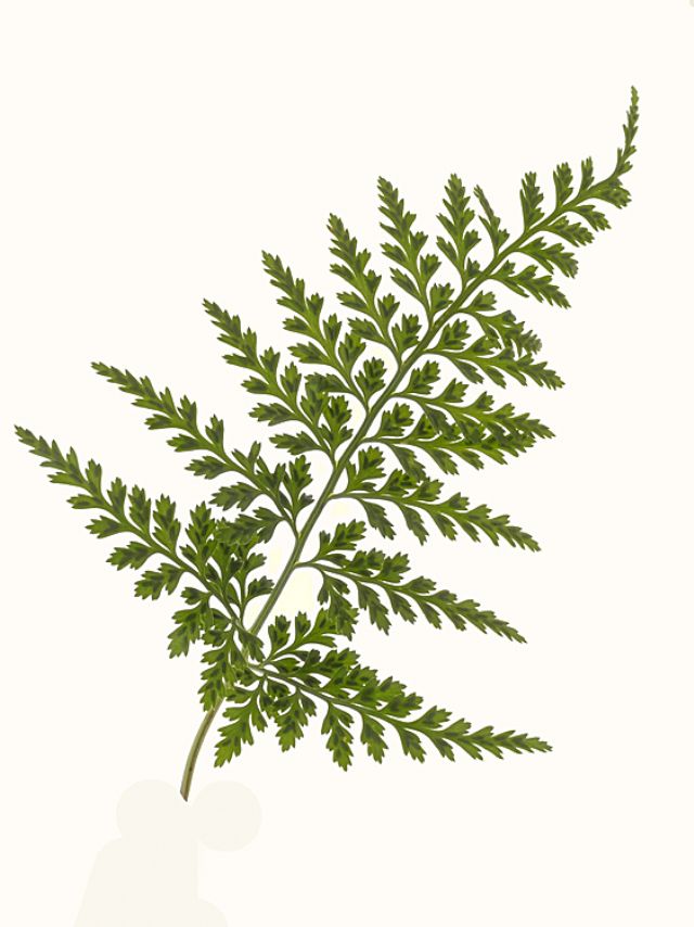 Athyrium Filix-femina? no, Asplenium sp.
