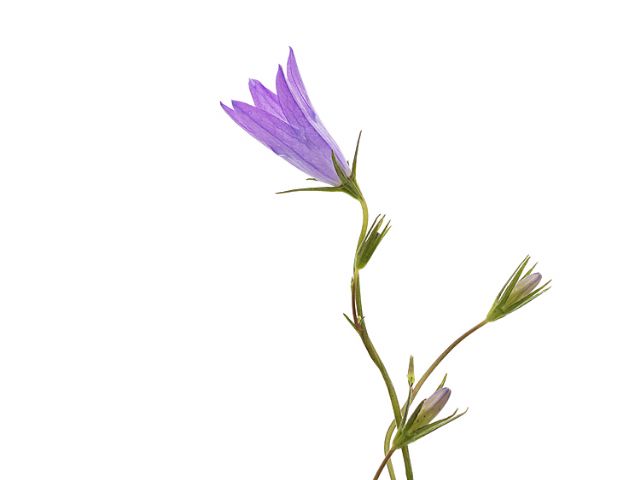 Campanula sp.