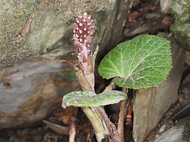 Petasites hybridus  (Asteraceae)
