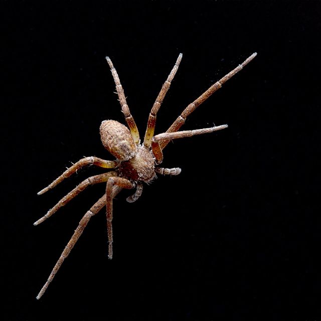 Philodromidae: Philodromus sp. - Lunigiana (MC)