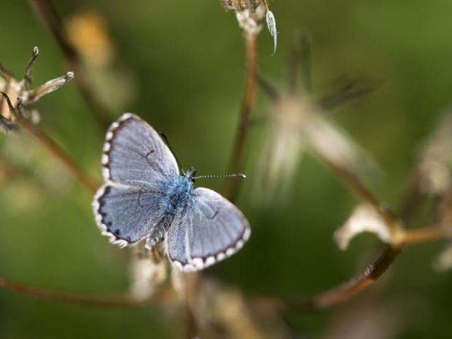 Farfalla - Pseudophilotes baton, Lycaenidae