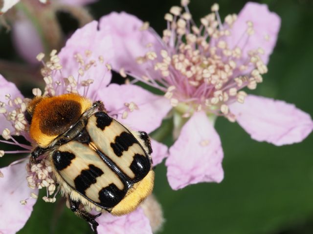 Trichius zonatus, Cetoniidae