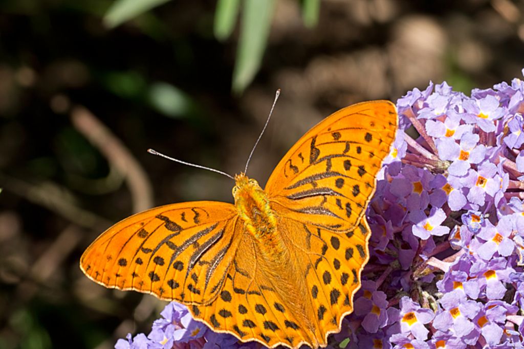 Farfalla - Argynnis (Argynnis) paphia, Nymphalidae