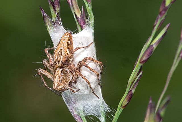 Oxyopidae:  Oxyopes ramosus  - Lunigiana