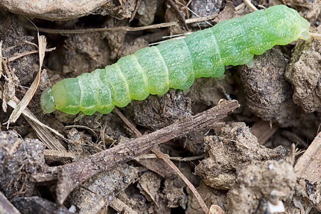 Bruco, probabilmente molto comune - Noctuidae