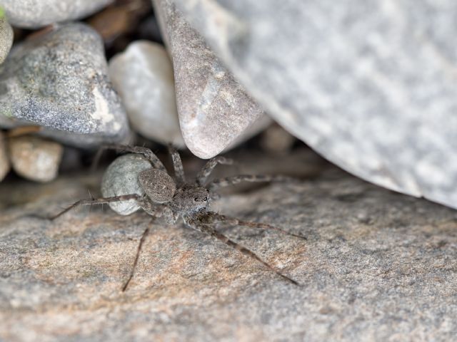 Lycosidae:  Pardosa wagleri  -  Lunigiana