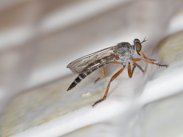 Asilidae: Neomochtherus pallipes, femmina