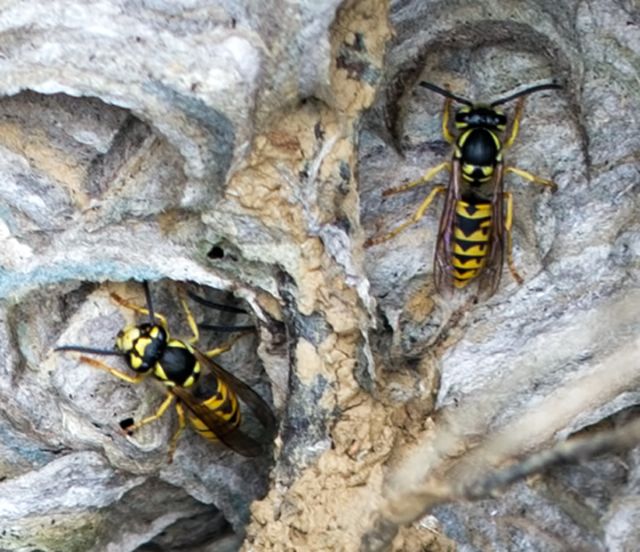 Vespula germanica con nido.