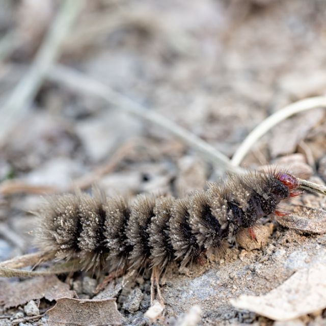 Possibile identificare x favore? Amata phegea, Erebidae Arctiinae