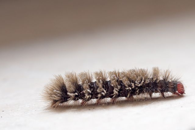 Possibile identificare x favore? Amata phegea, Erebidae Arctiinae